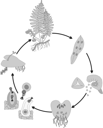 ����������� �����������,modernbiology.ru