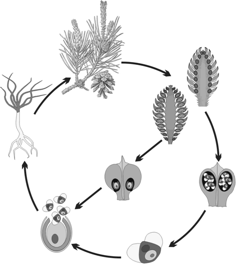 ����������� �����,modernbiology.ru