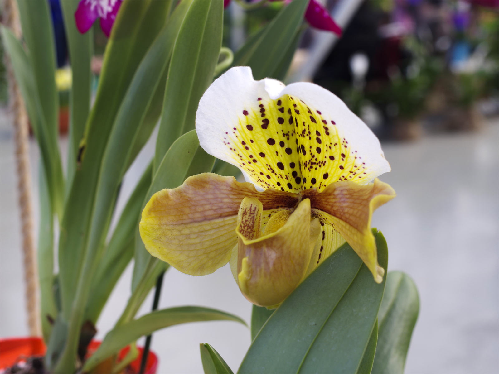 ������ �����, modernbiology.ru