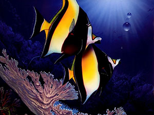 ��������, http://www.zastavki.com/pictures/1024x768/Animals_Under_water__002463_.jpg
