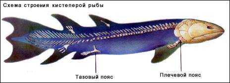 ���������� ���� (���� ����� �������), modernbiology.ru