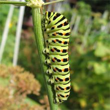 �������� �������, ���� �������� ��������, http://modernbiology.ru