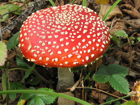 ������� ������� (Amanita Muscaria)