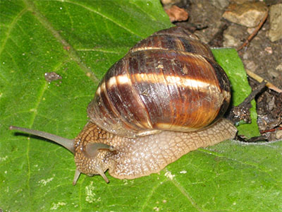 ����������� ������, modernbiology.ru, ����� ������� �������� �����������